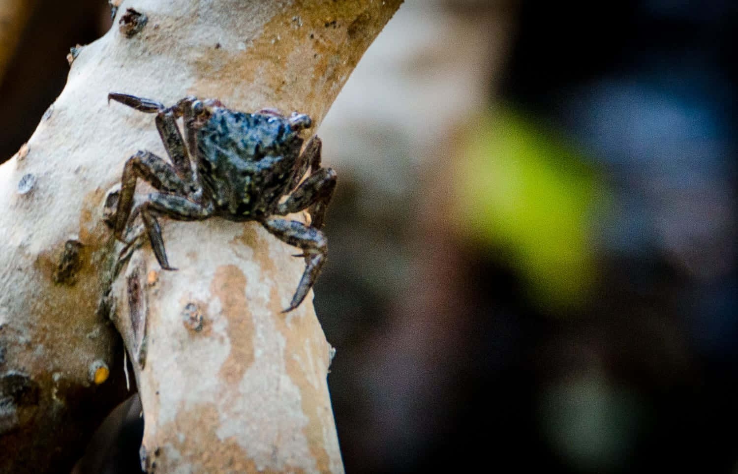 Mangrove Crab, tree branch, dark textured crab, HD Desktop Wallpaper