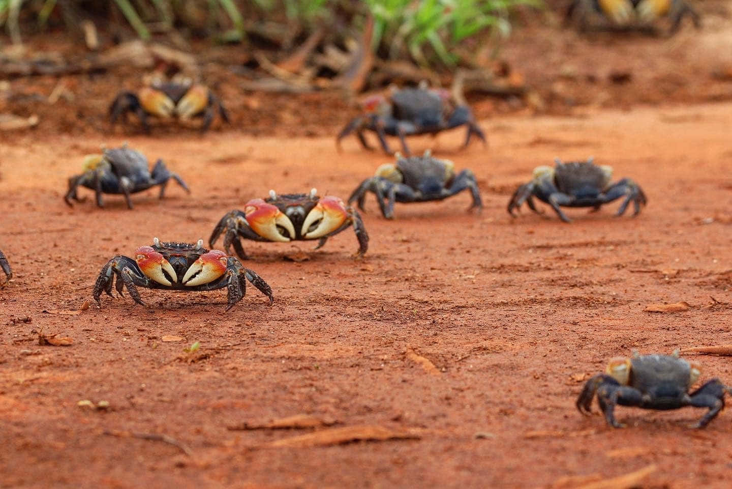 Mangrove Crab, blue crabs, red and white claws, HD Desktop Wallpaper