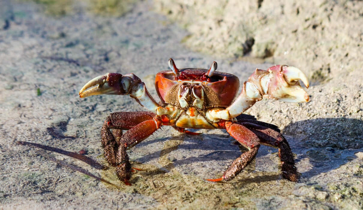Mangrove Crab, shoreside, vibrant red, SD Desktop Wallpaper