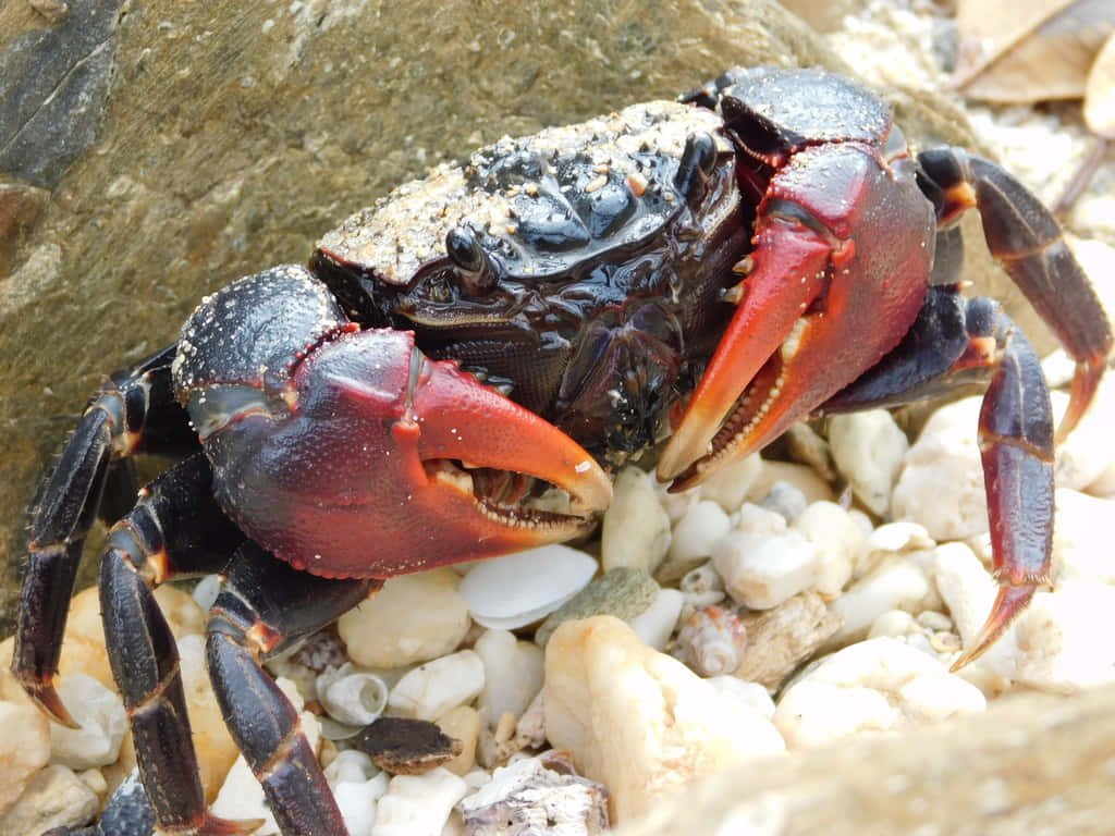 Mangrove Crab, red crab, black shell, SD Desktop Wallpaper