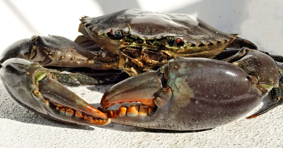 Mangrove Crab, blue crab, dark shell, SD Desktop Wallpaper
