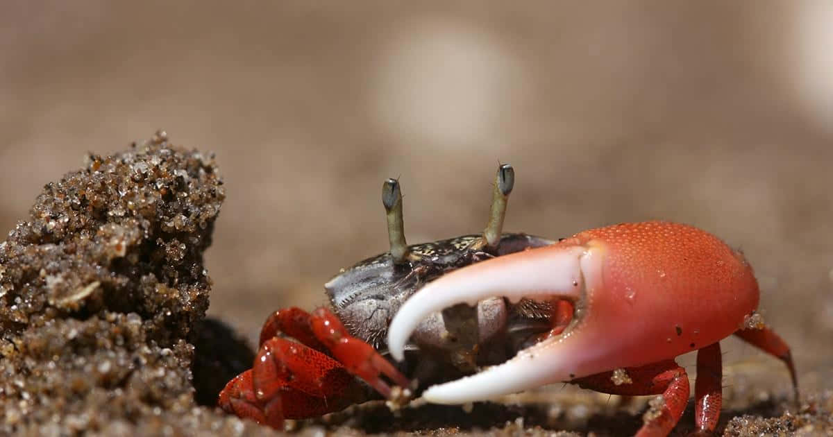 Mangrove Crab, vibrant red, massive white claw, SD Desktop Wallpaper