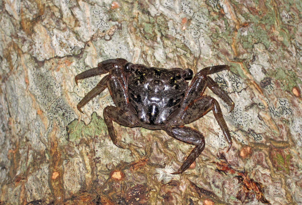 Mangrove Crab, camouflage, rough textured tree bark, SD Desktop Wallpaper