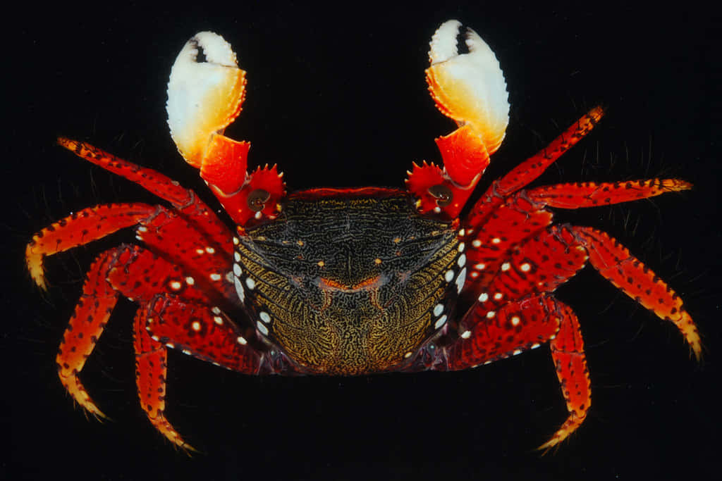 vibrant mangrove crab, red crab, white-tipped claws, SD Desktop Wallpaper