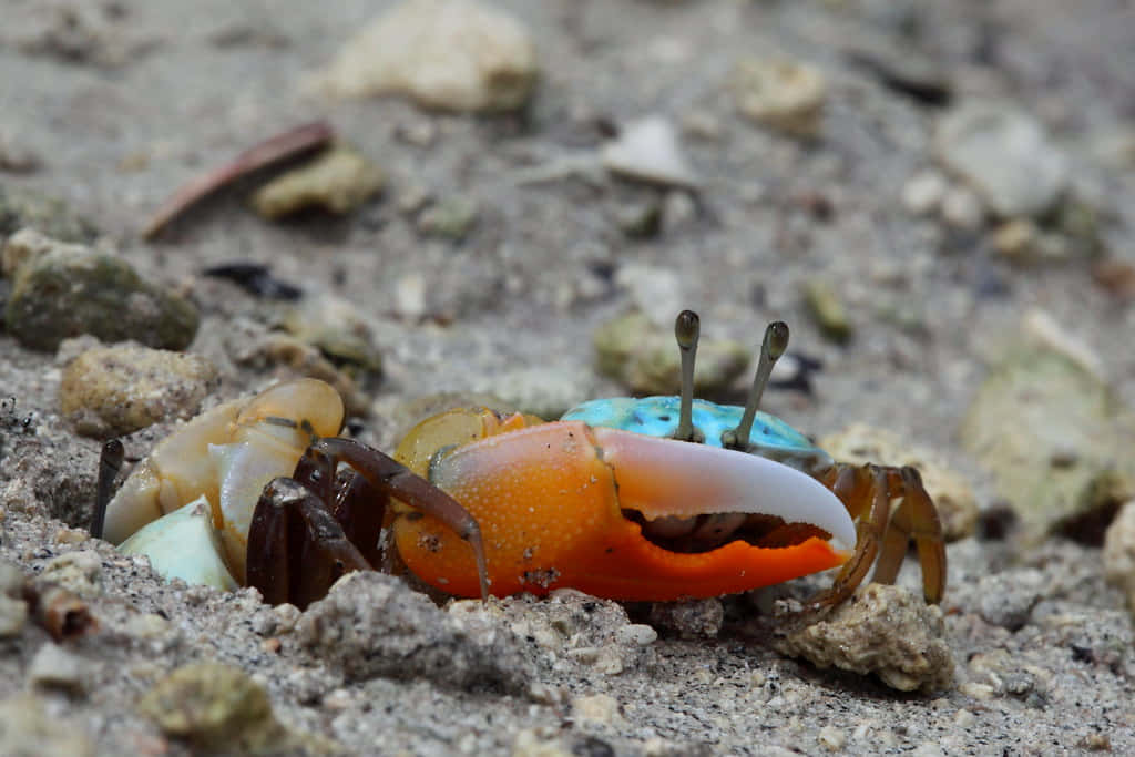 Colorful Mangrove Crab, vibrant orange crab, blue-tinted claws, SD Desktop Wallpaper
