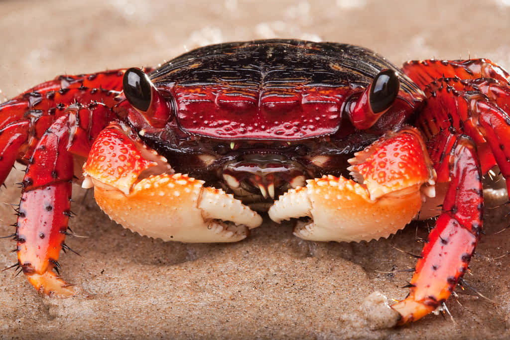 Colorful Mangrove Crabon Sand, vibrant red crab, black shell, SD Desktop Wallpaper