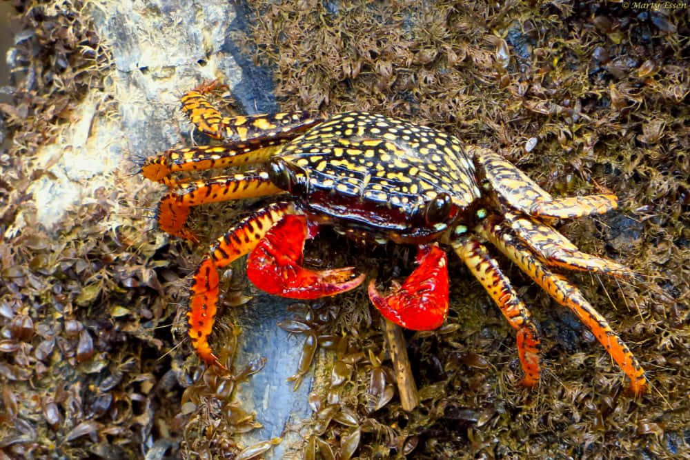 colorful mangrove crab, red and yellow spotted, bright orange claws, SD Desktop Wallpaper