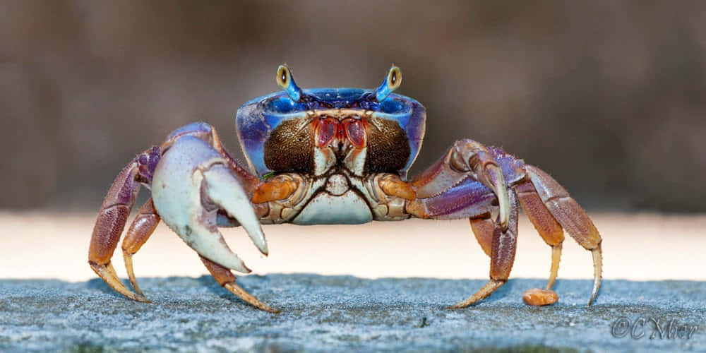 colorful mangrove crab, vibrant blue crab, purple claws, SD Desktop Wallpaper