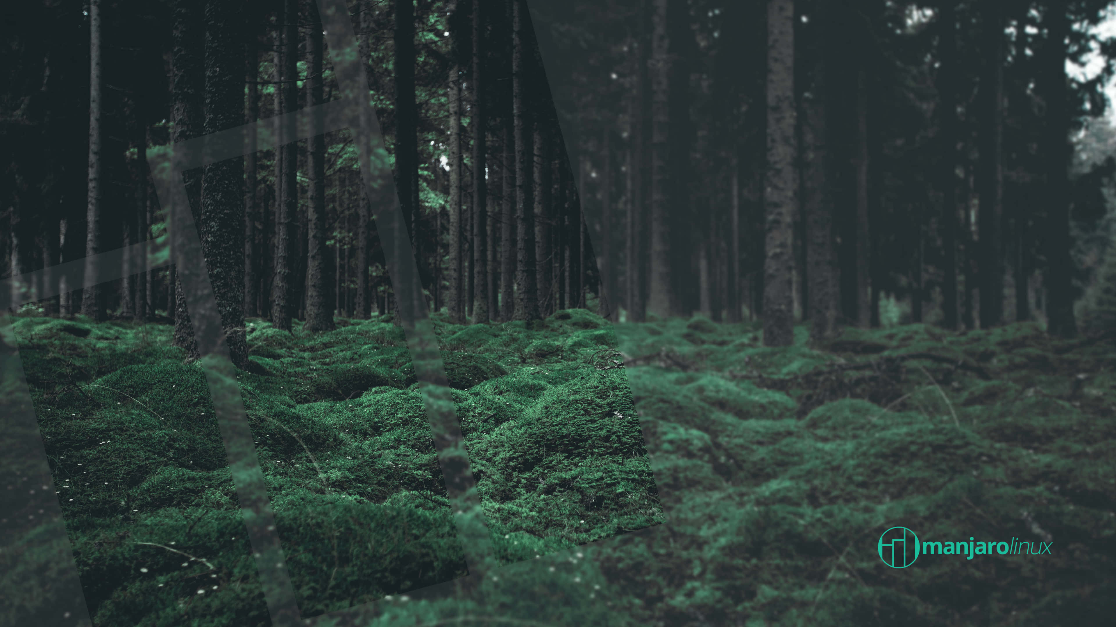 Manjaro, misty forest floor, lush green moss, 4K Desktop Wallpaper
