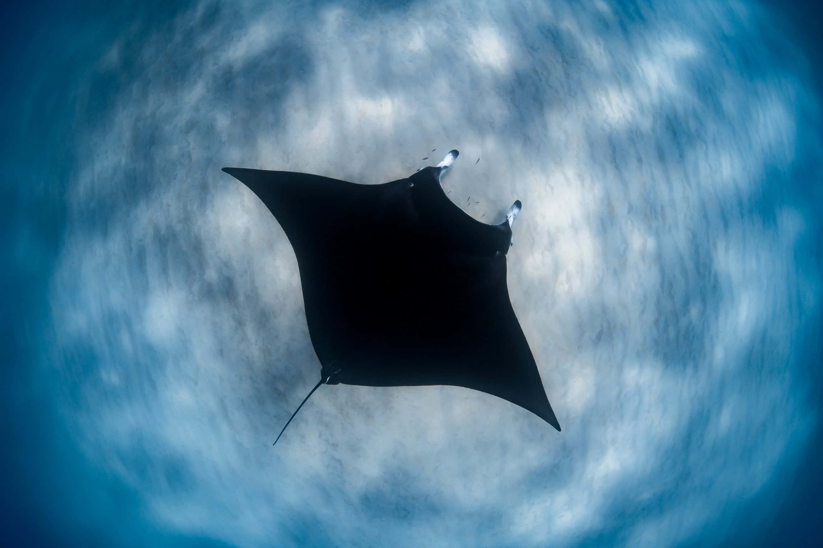 manta ray, deep blue ocean water, swirling patterns of light, 2K Desktop Wallpaper