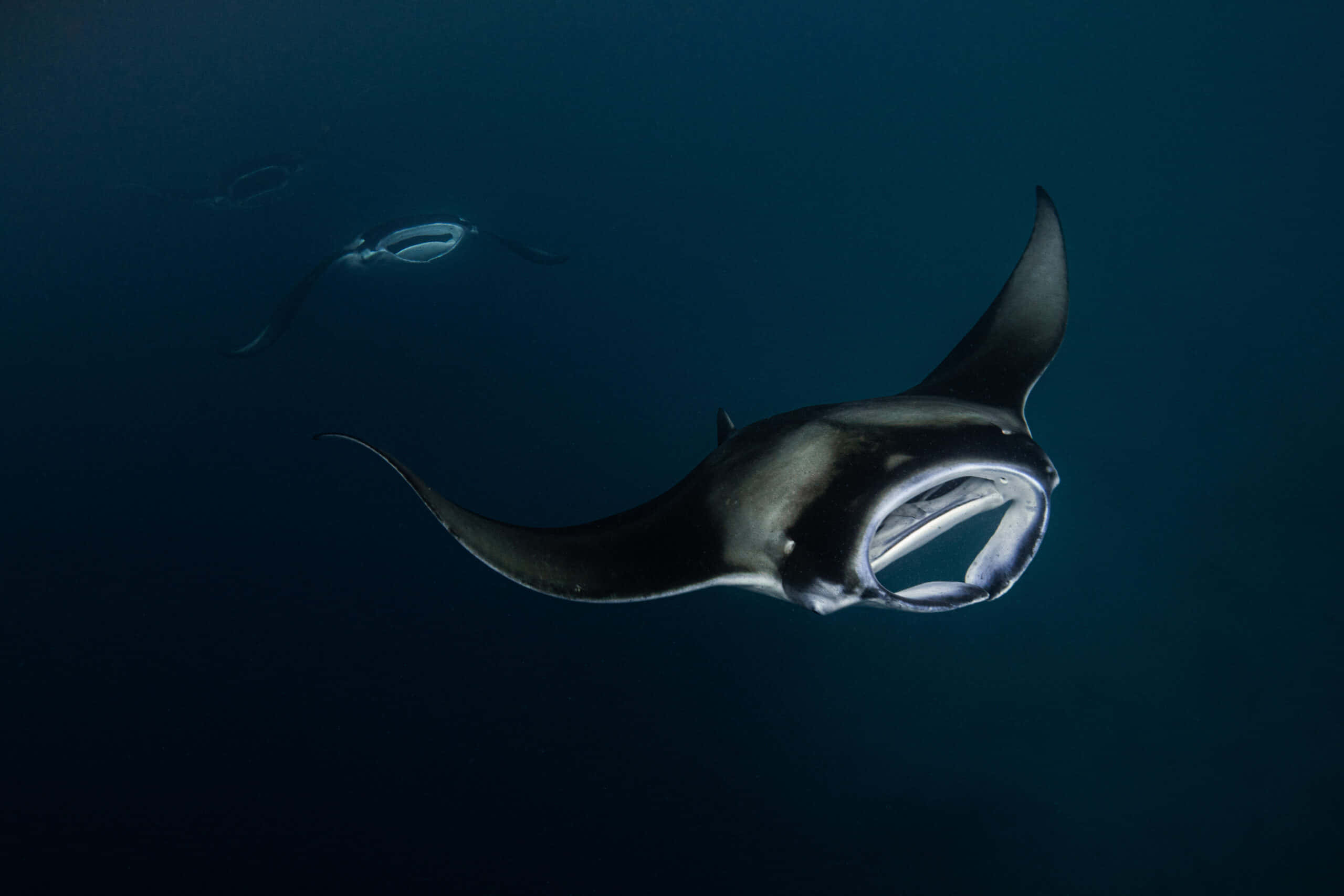 manta ray, deep blue sea, ocean waters, 2K Desktop Wallpaper