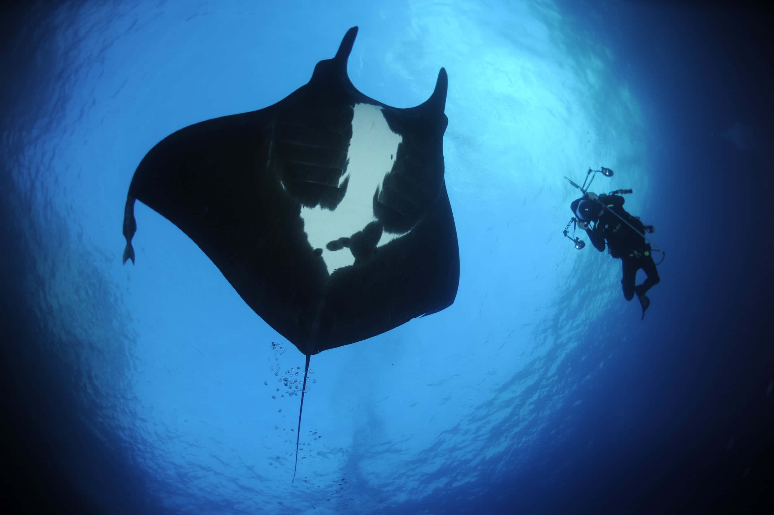 manta ray, diver, deep blue ocean waters, Full HD Desktop Wallpaper