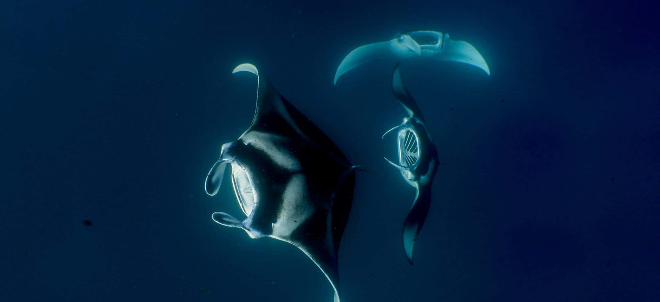 manta ray, tropical ocean waters, deep blue ocean waters, 2K Desktop Wallpaper