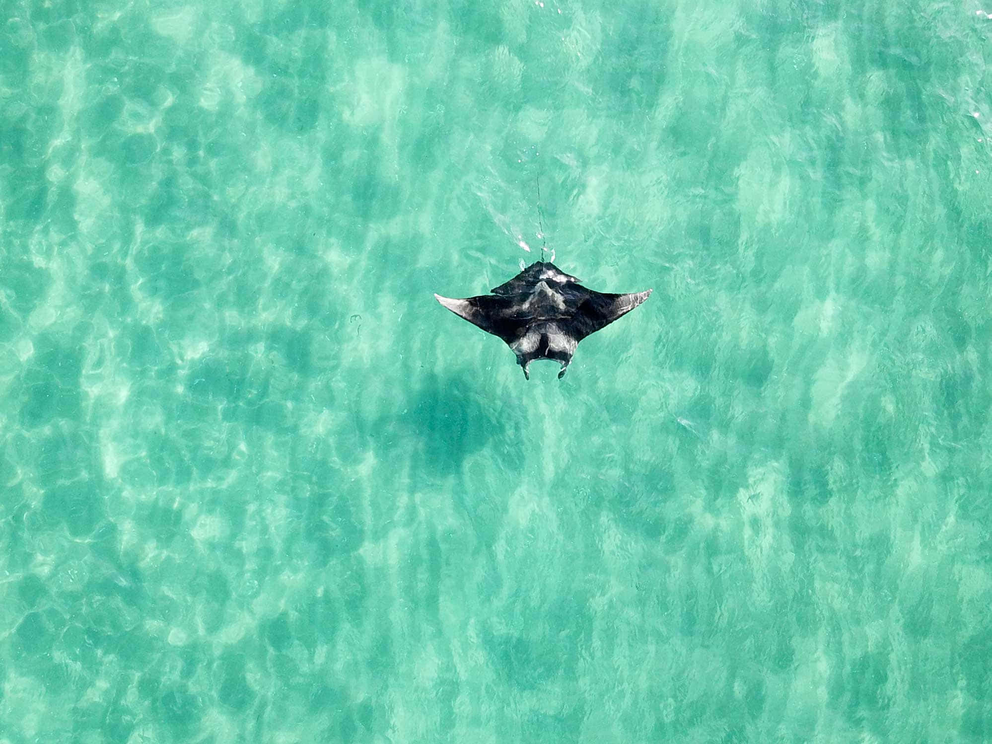 manta ray, turquoise water, aerial view, Full HD Desktop Wallpaper