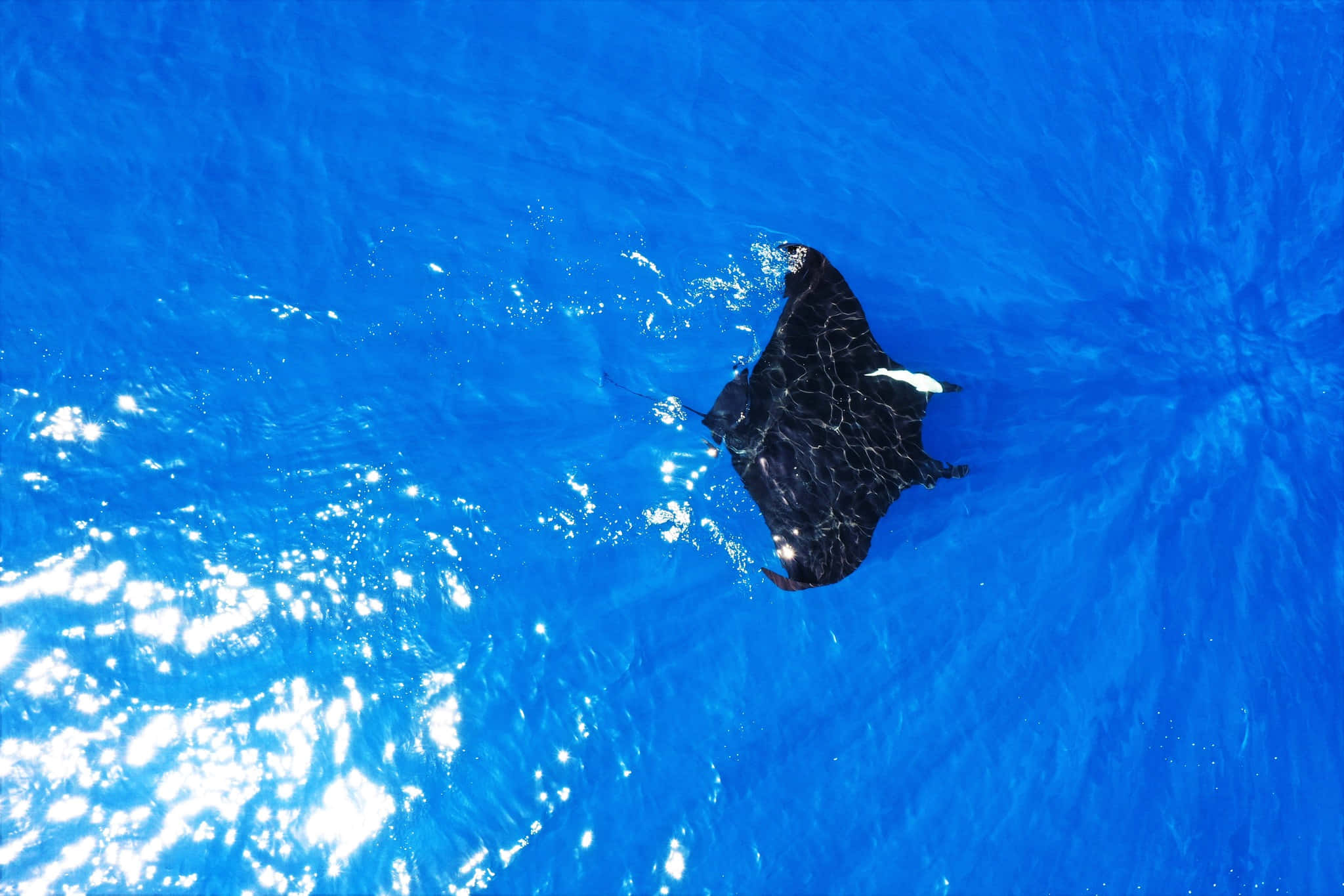 manta ray, crystal blue water, aerial perspective, Full HD Desktop Wallpaper