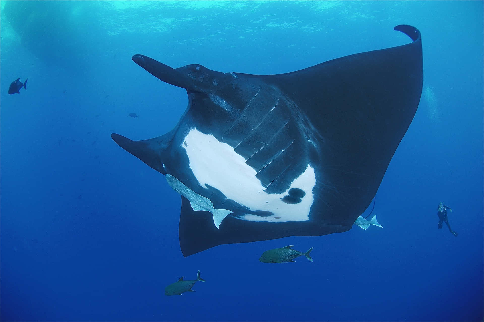 Manta ray, clear blue ocean water, divers, Full HD Desktop Wallpaper