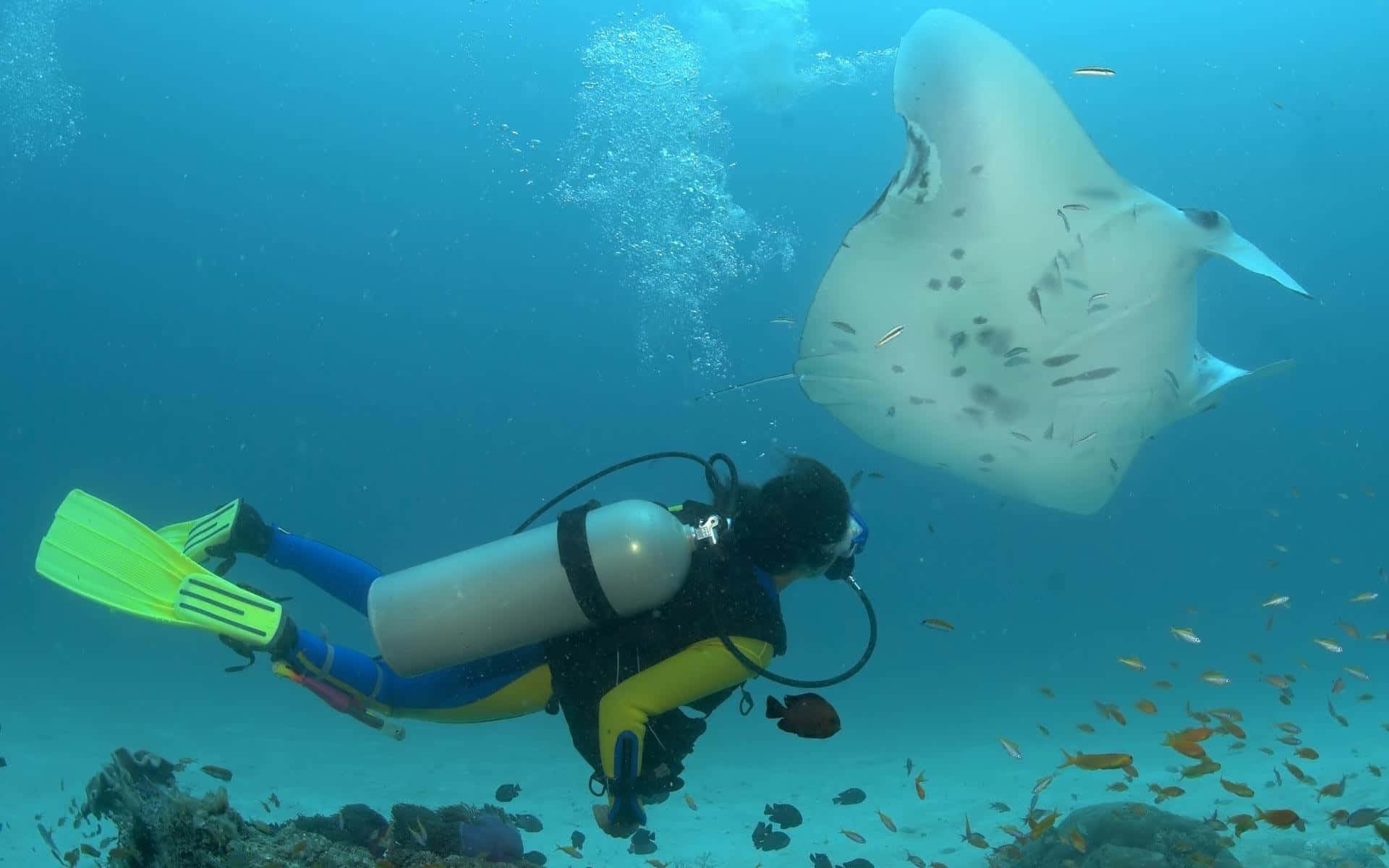 manta ray, scuba diver, yellow gear, Full HD Desktop Wallpaper
