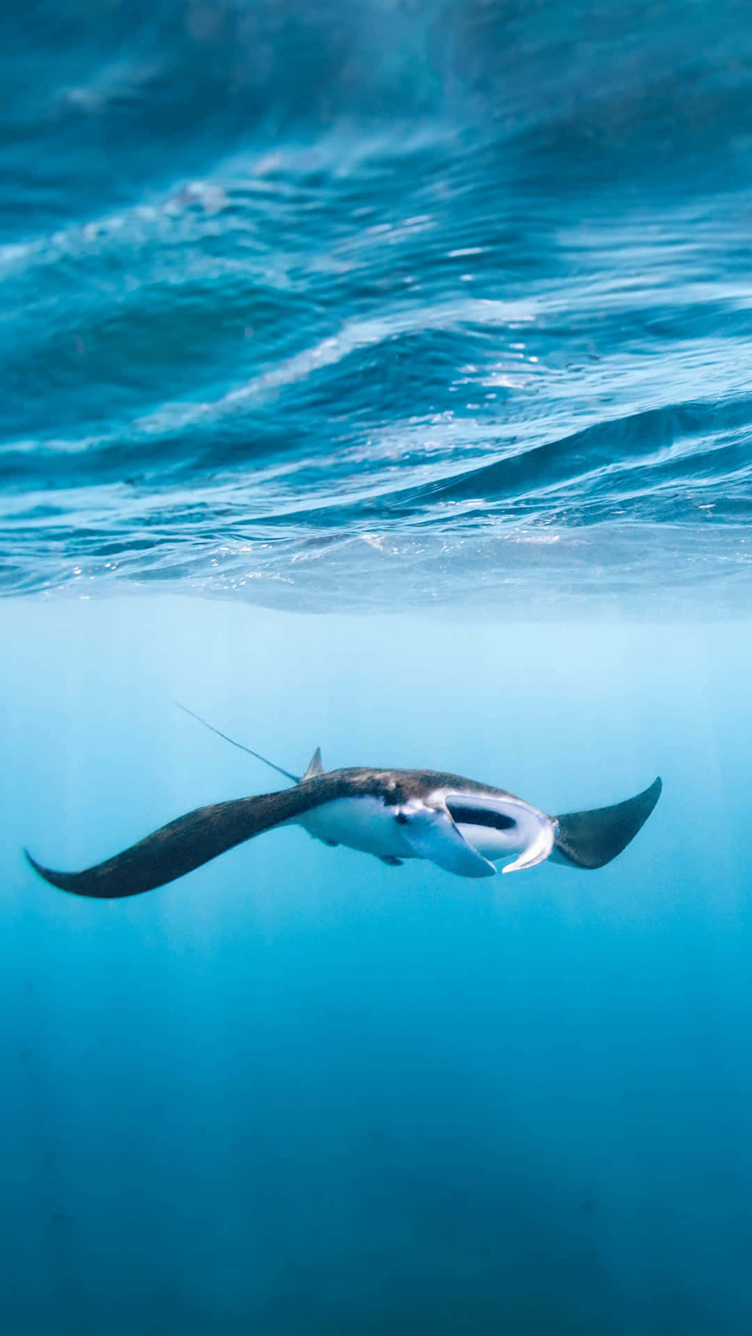 manta ray, deep blue sea, turquoise waters, Full HD Phone Wallpaper