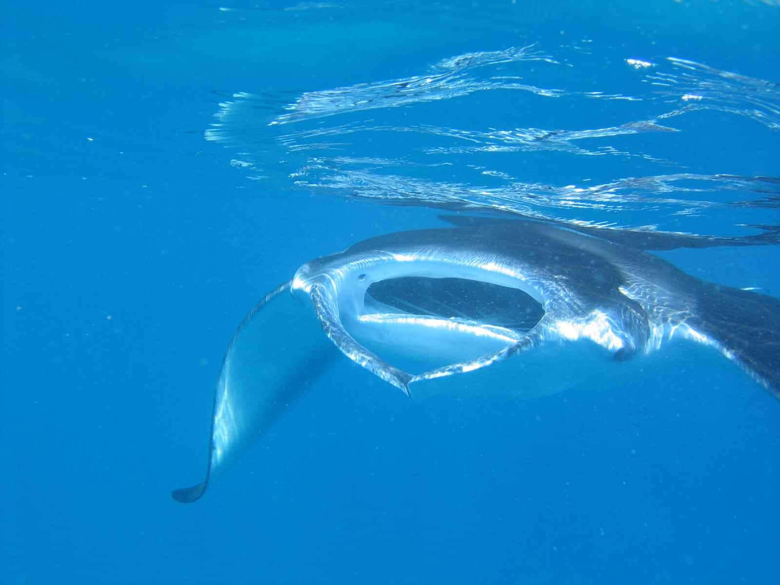 manta ray, ocean surface, clear blue water, HD Desktop Wallpaper