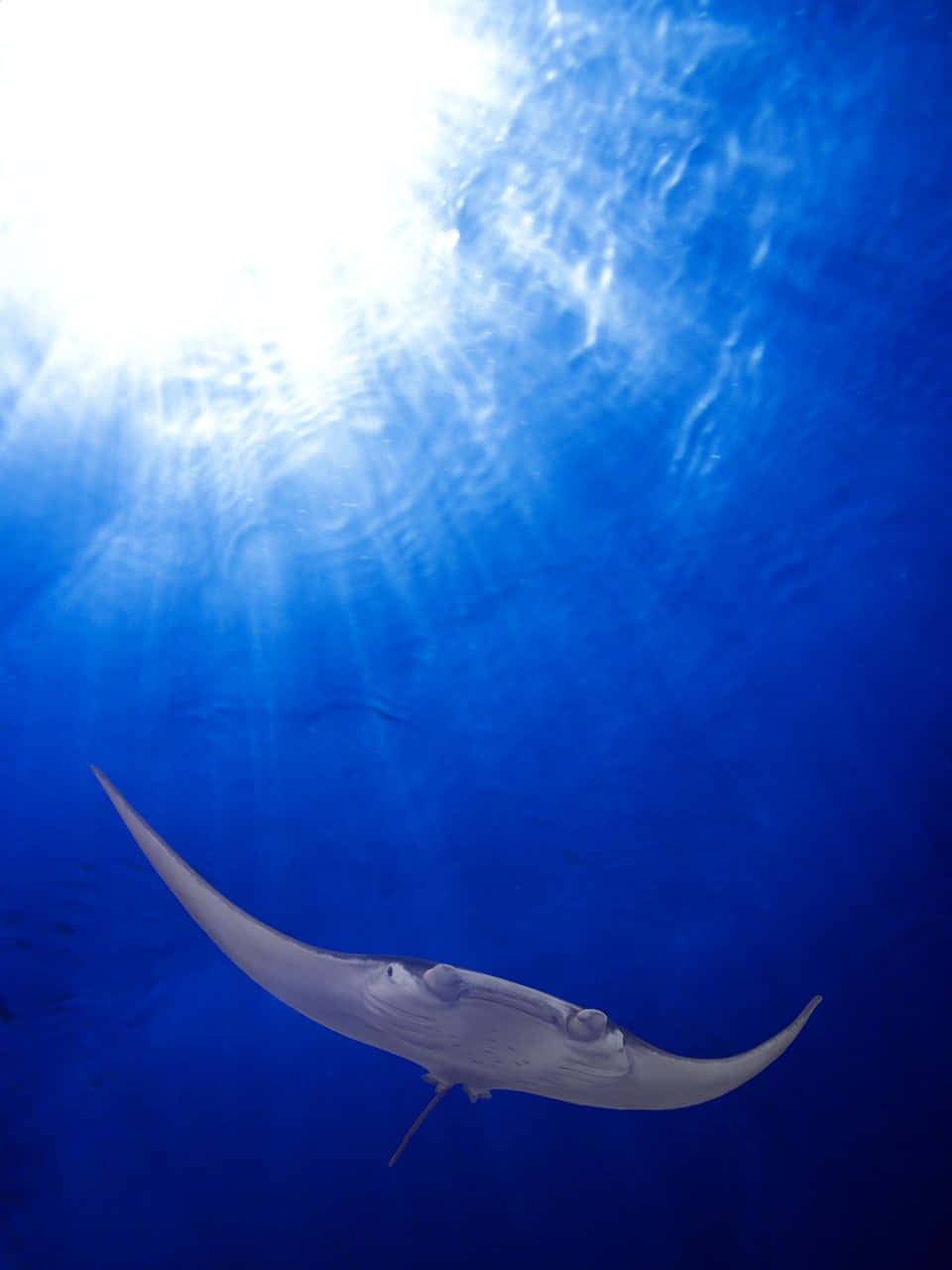 manta ray, deep blue ocean waters, sunlight streams down, HD Phone Wallpaper