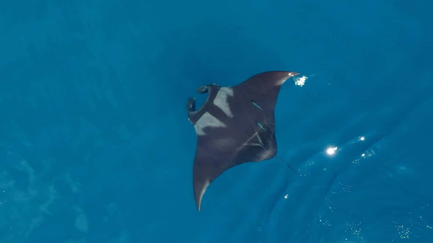 manta ray, ocean depths, clear turquoise waters, HD Desktop Wallpaper