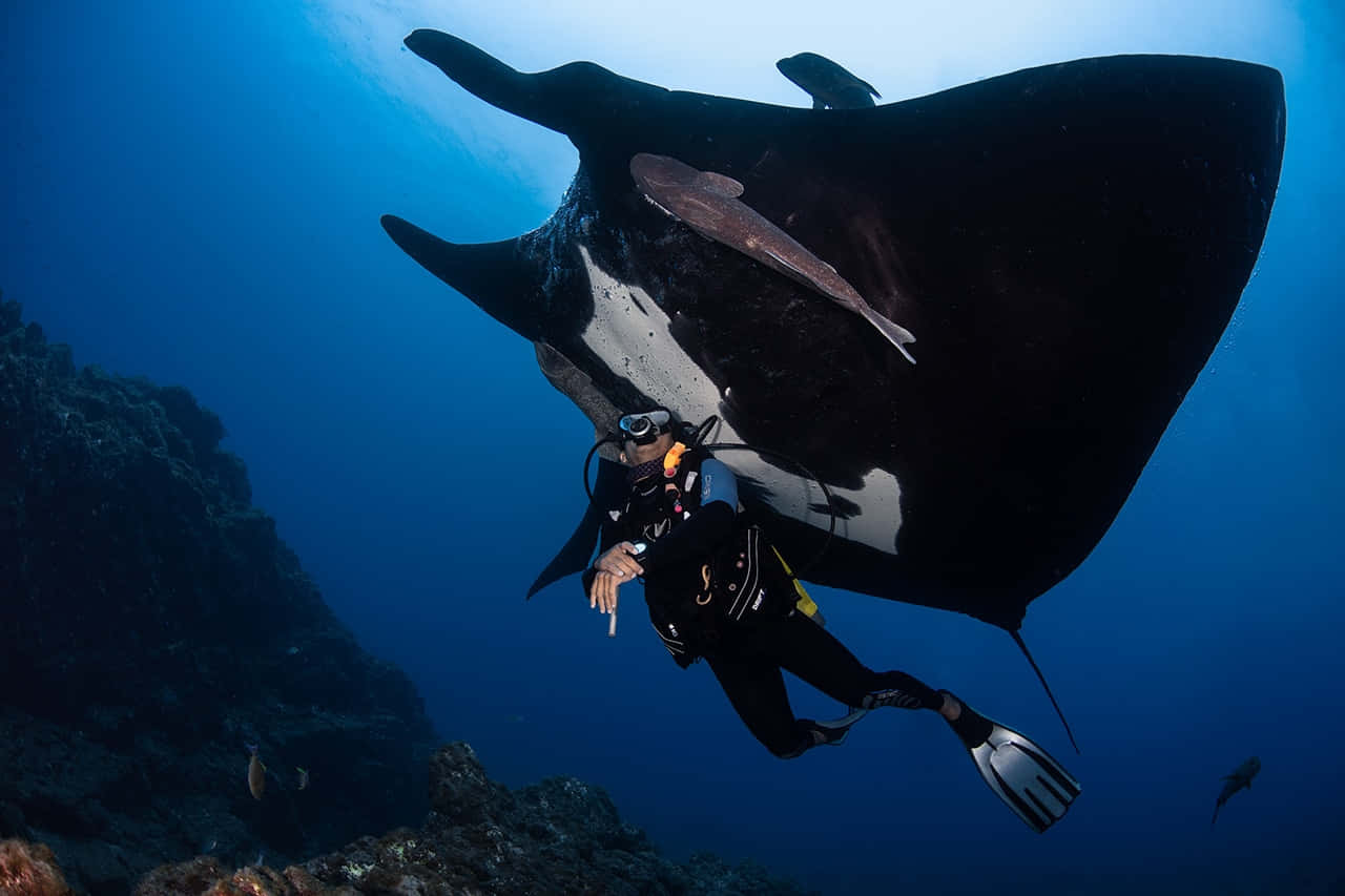 manta ray, scuba diver, deep blue ocean water, HD Desktop Wallpaper