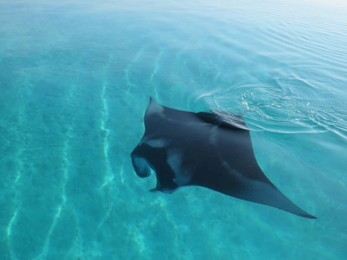 manta ray, crystal clear turquoise water, sunlight rippling, SD Desktop Wallpaper
