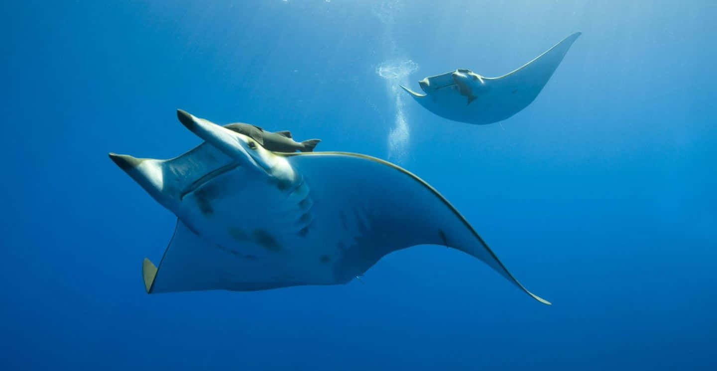 manta ray, deep blue sea, clear blue ocean waters, HD Desktop Wallpaper