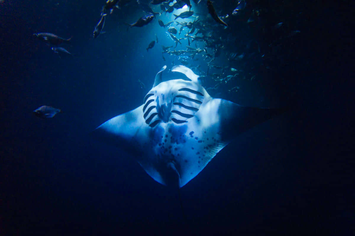 manta ray, deep blue ocean waters, shimmering school of fish, SD Desktop Wallpaper