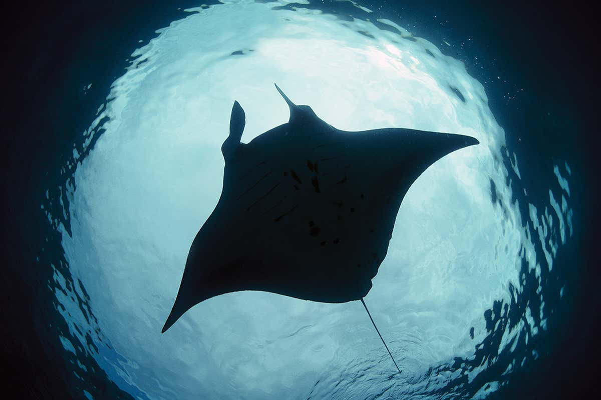 Manta ray, silhouette, sunlit surface, SD Desktop Wallpaper