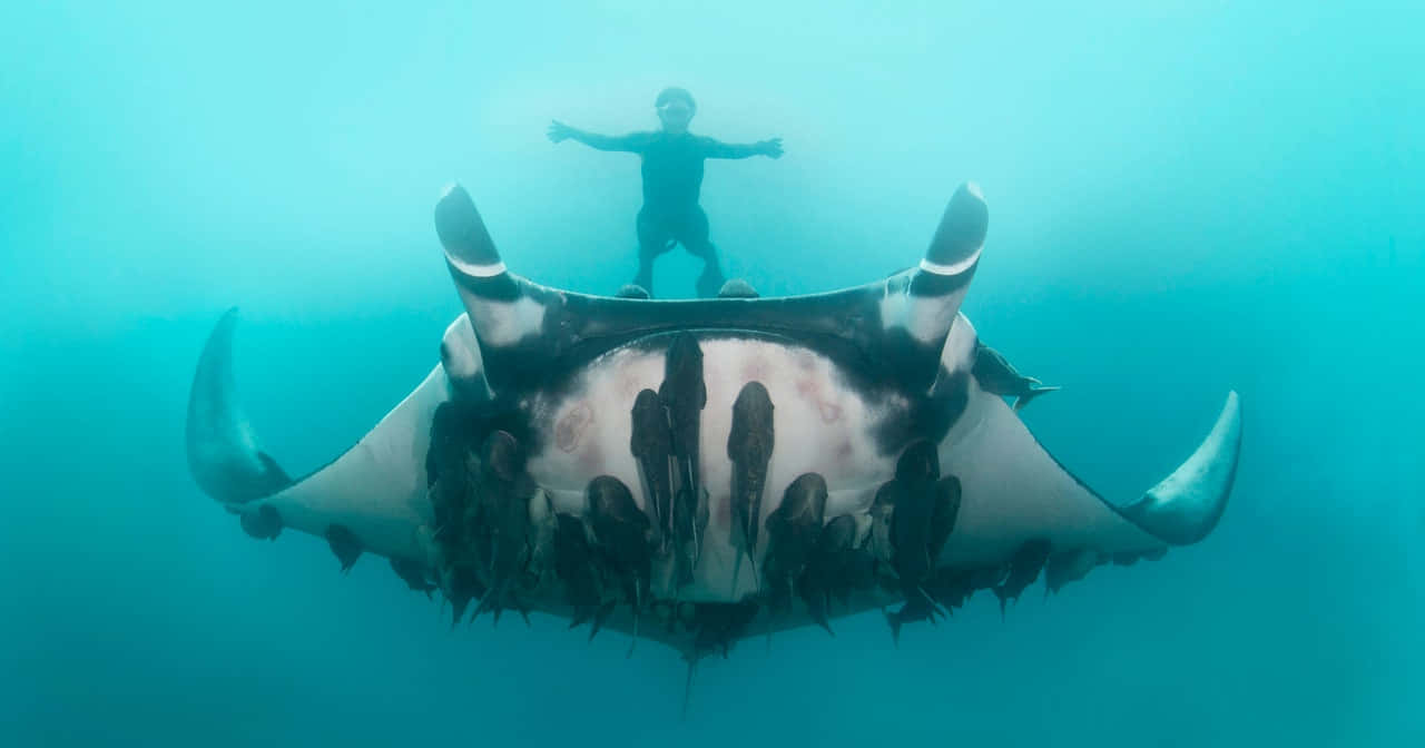manta ray, diver, turquoise ocean waters, HD Desktop Wallpaper