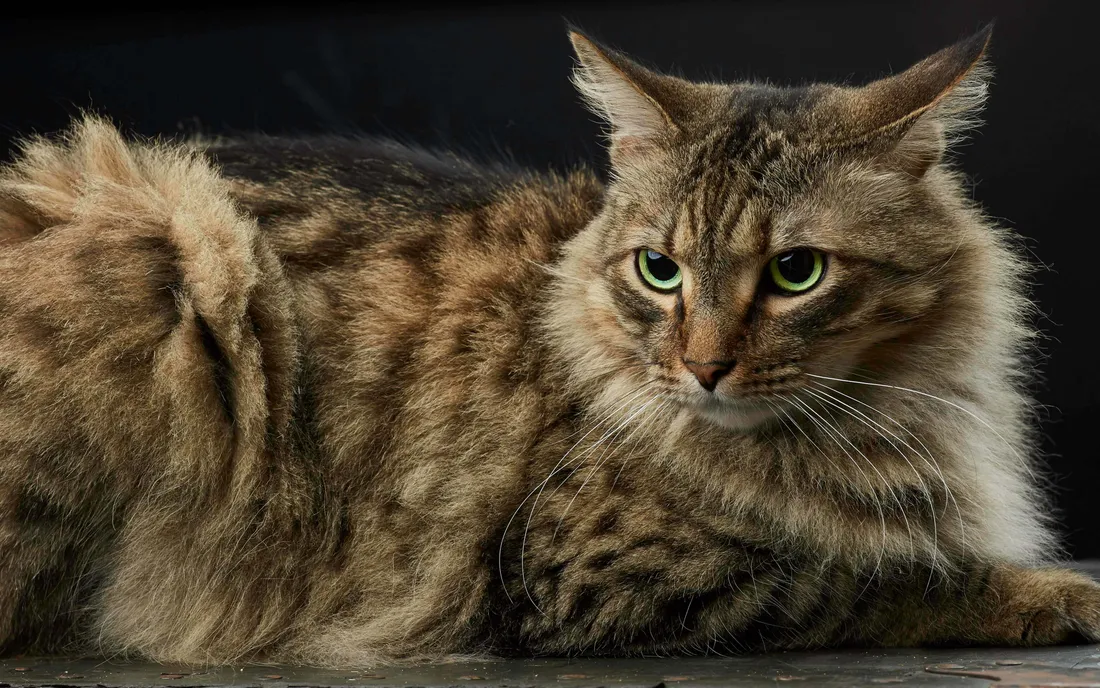 Manx Cat