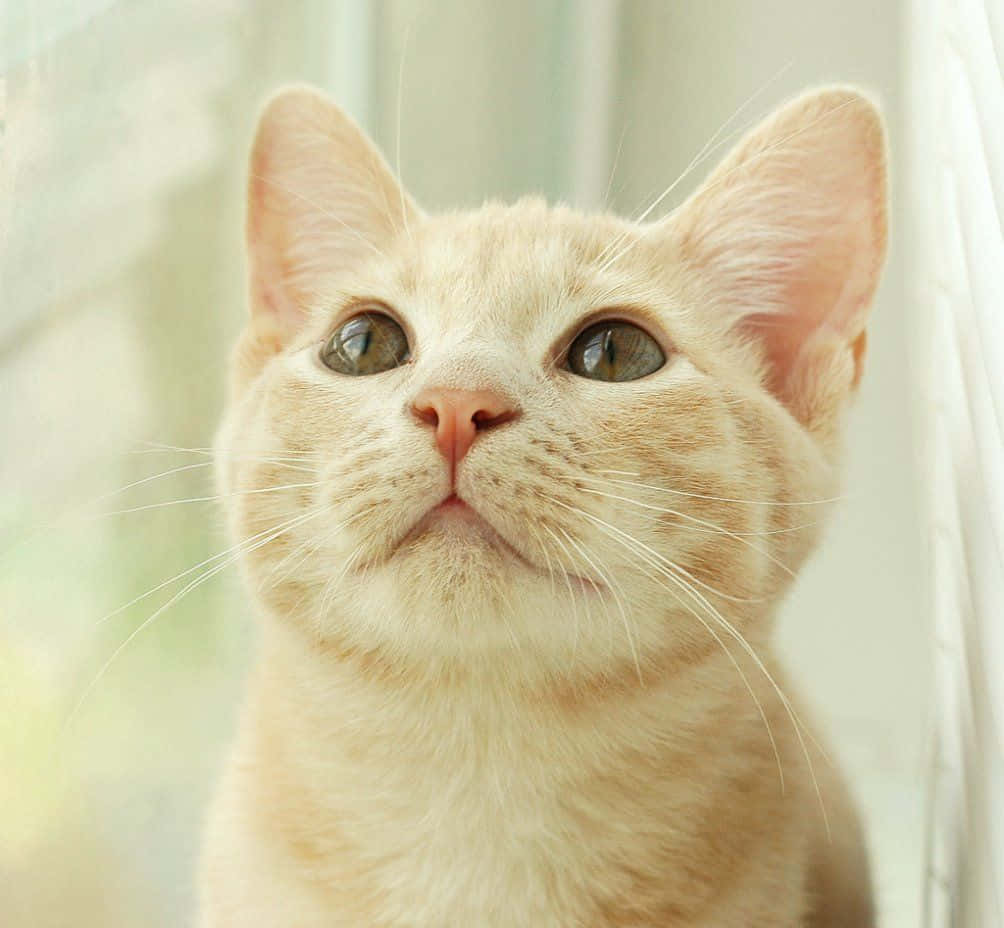 Manx Cat, cream-colored, kitten, SD Desktop Wallpaper