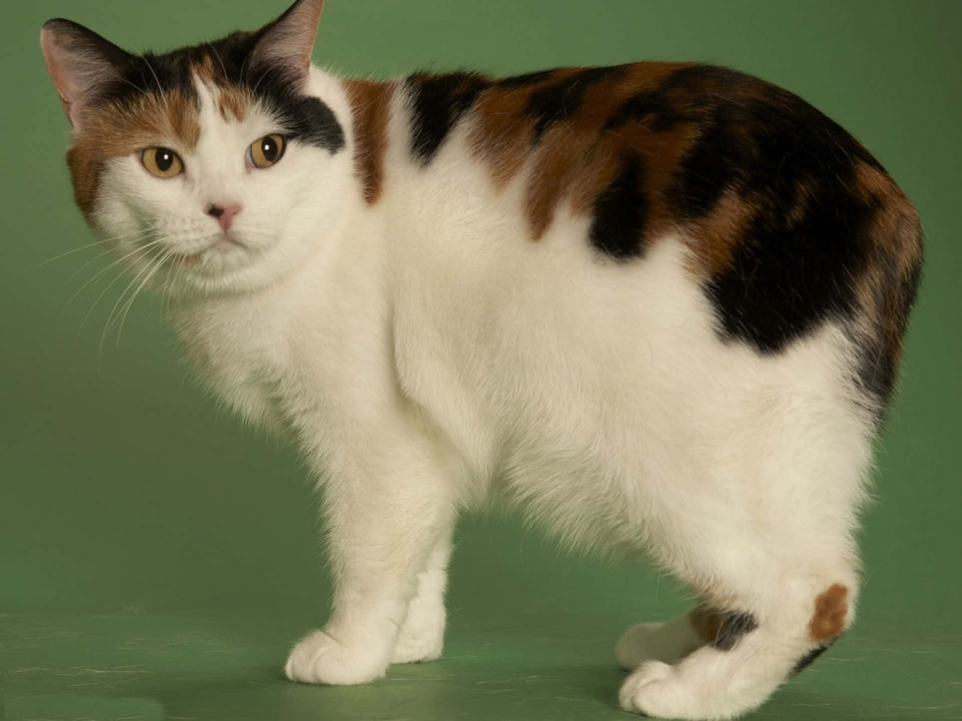 Manx Cat, calico cat, white brown and black patches, Full HD Desktop Wallpaper