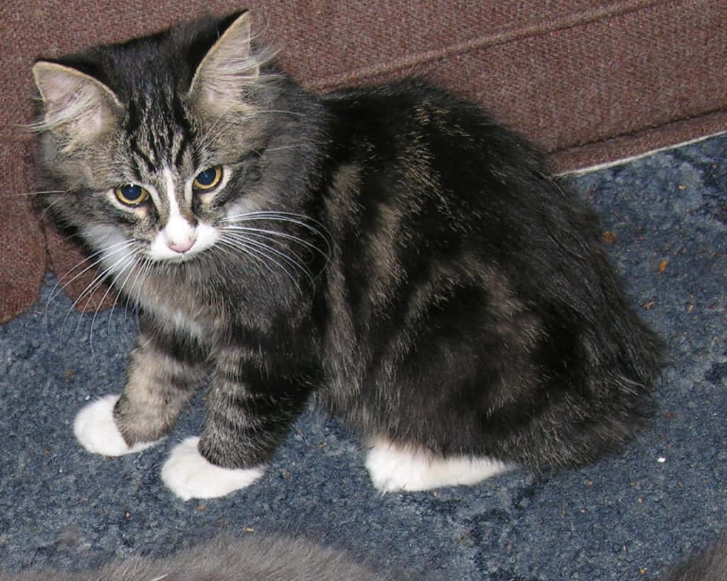 Manx Cat, tabby, white paws, SD Desktop Wallpaper