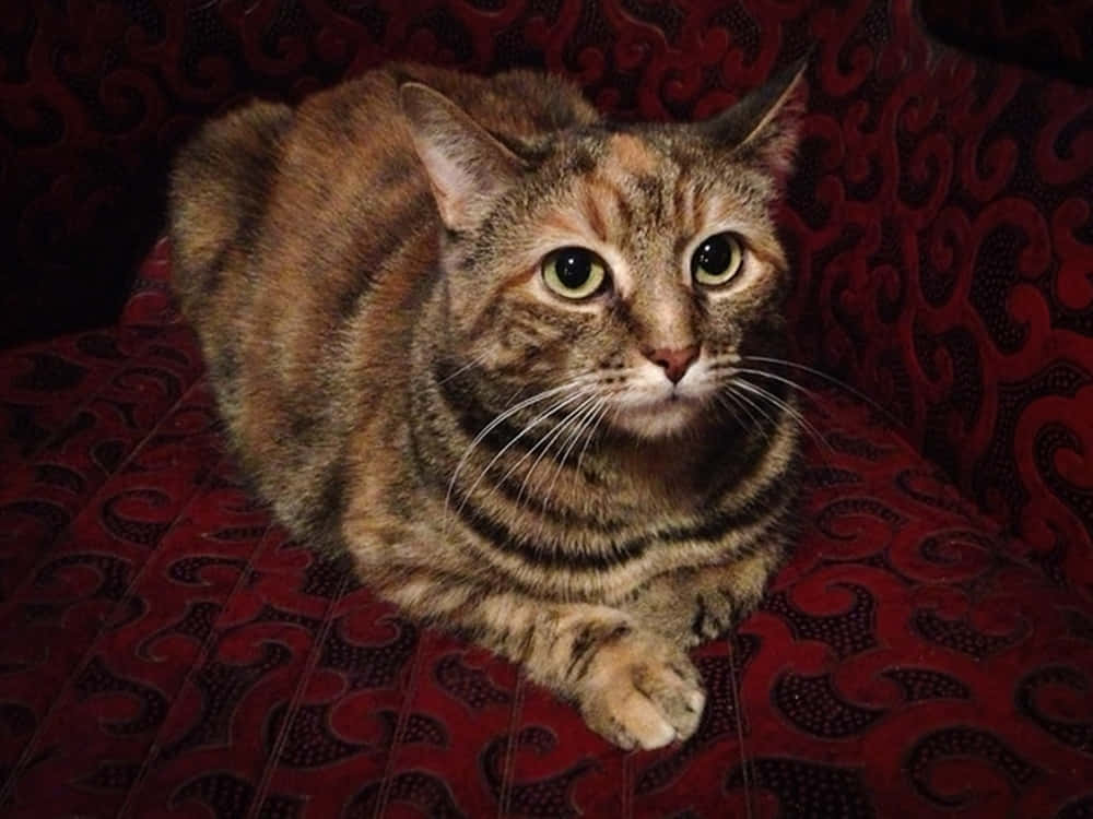 Manx Cat, tabby cat, green eyes, SD Desktop Wallpaper