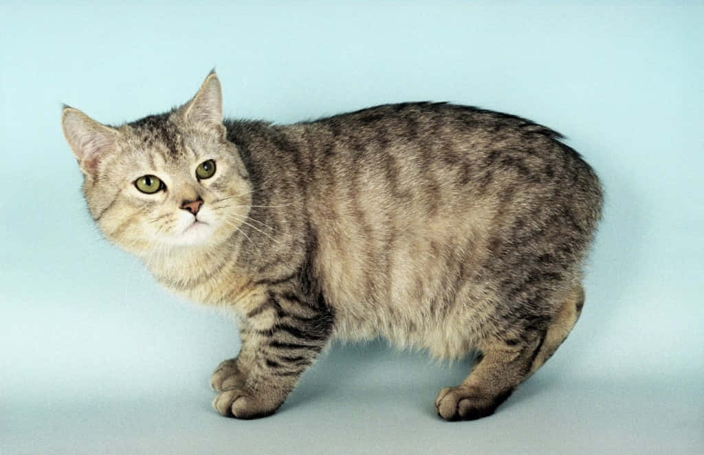 Manx Cat, tabby cat, green eyes, SD Desktop Wallpaper