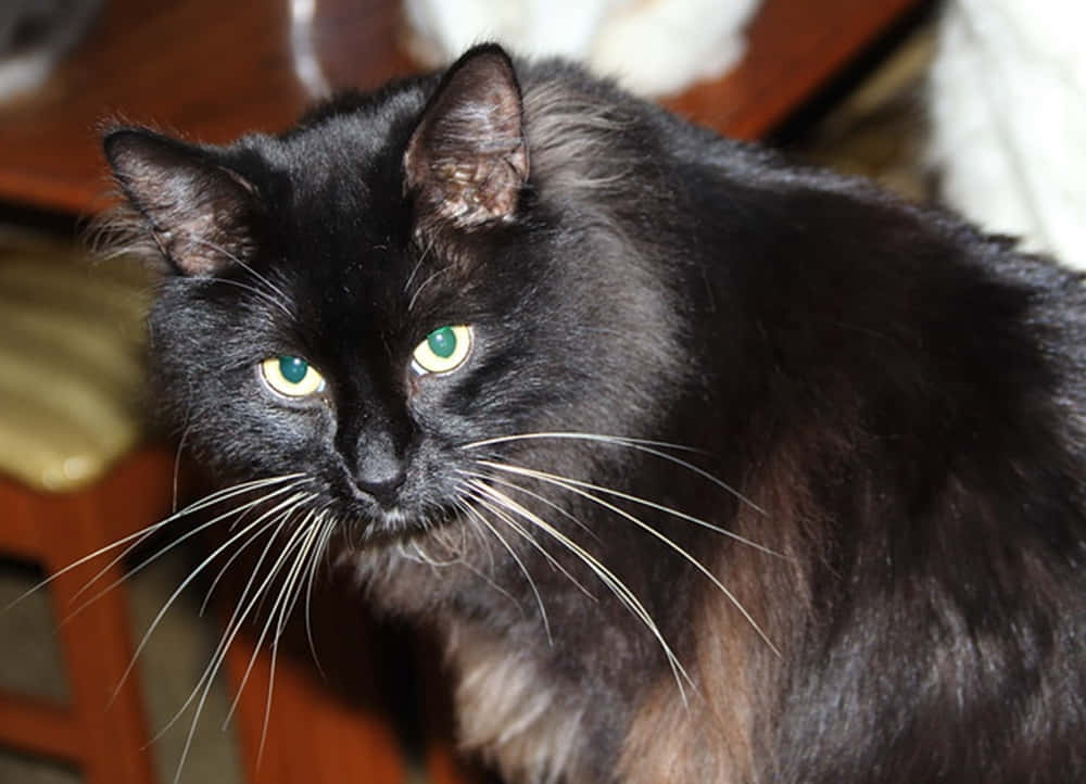 Manx cat, fluffy black cat, striking green eyes, SD Desktop Wallpaper