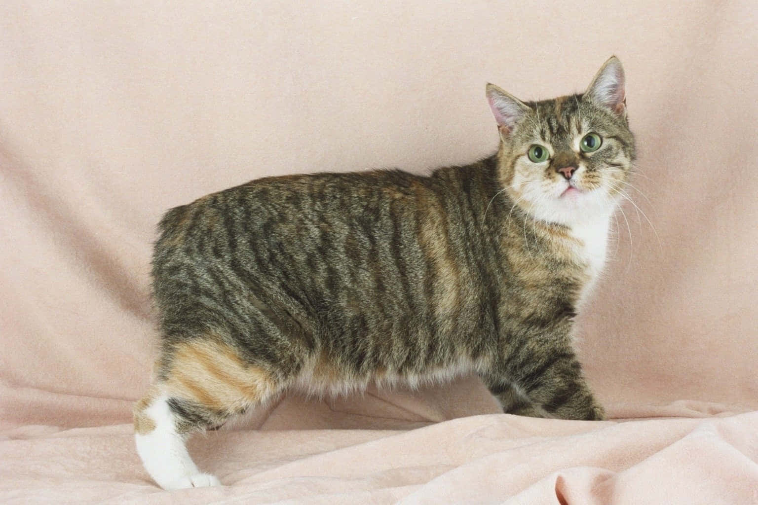Manx Cat, tabby cat, green eyes, HD Desktop Wallpaper