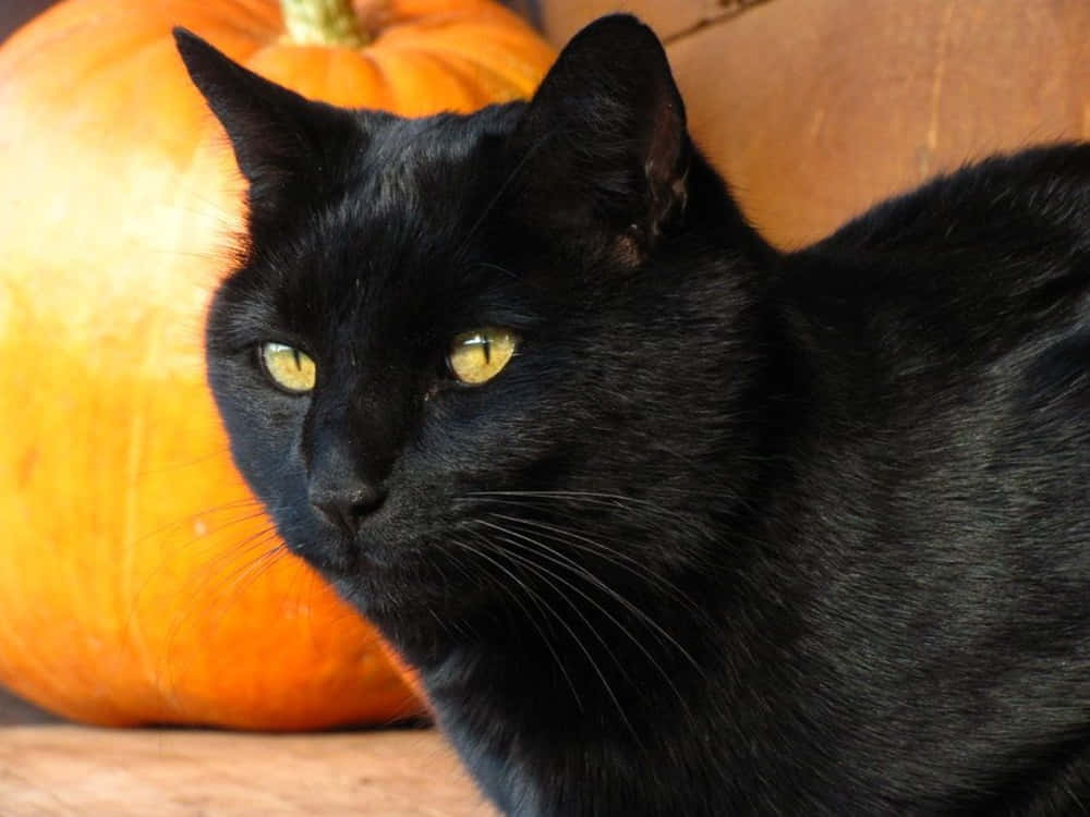 Manx Cat, black cat, glowing yellow eyes, SD Desktop Wallpaper