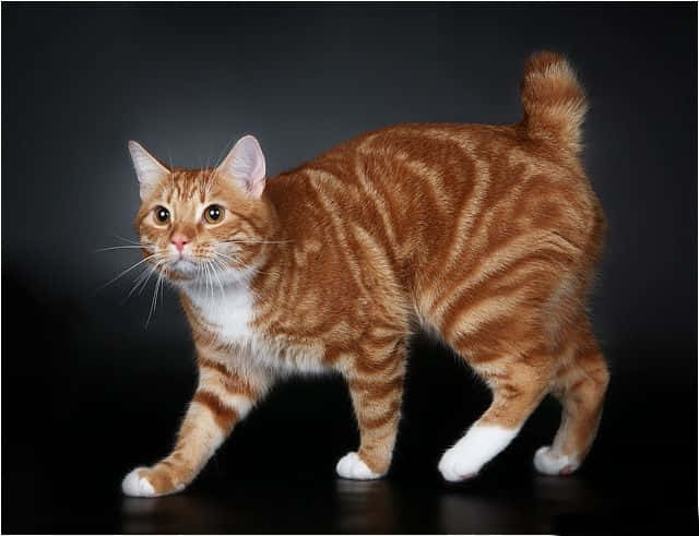 Manx cat, ginger tabby, white paws, SD Desktop Wallpaper