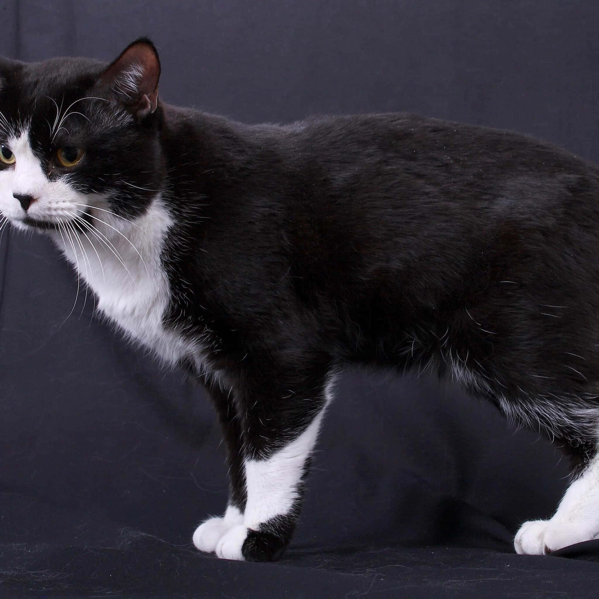 Manx cat, black and white, yellow eyes, Full HD Desktop Wallpaper