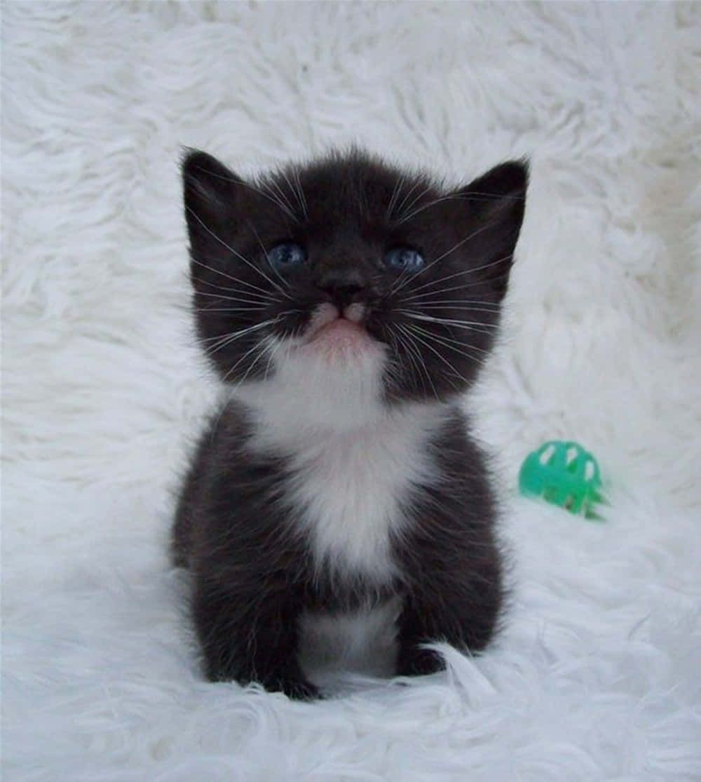 Manx Cat, black and white kitten, bright blue eyes, SD Phone Wallpaper
