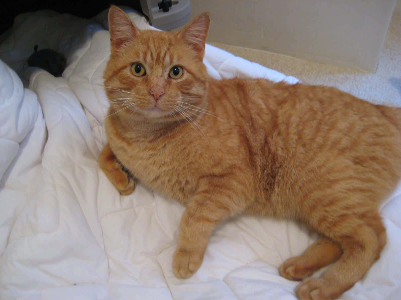 Manx Cat, orange tabby, white blanket, HD Desktop Wallpaper