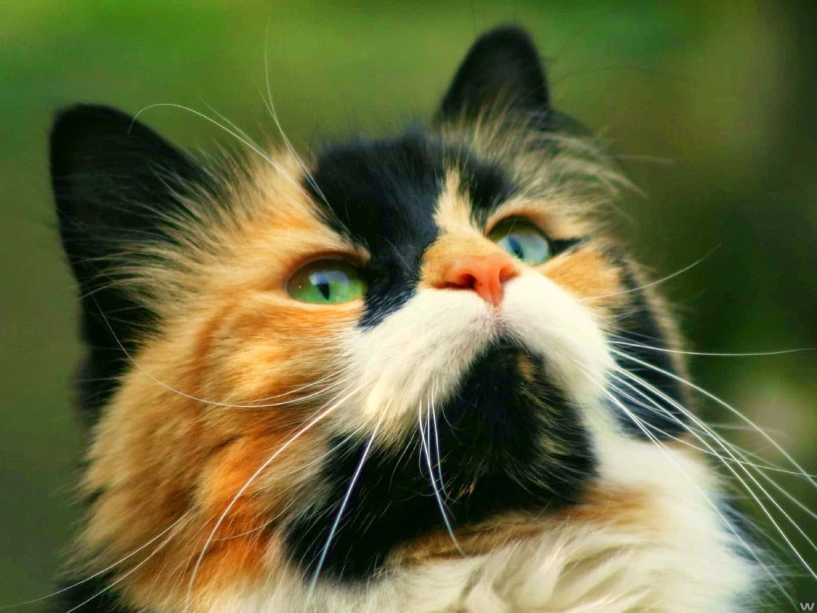 Manx Cat, calico cat, green eyes, HD Desktop Wallpaper