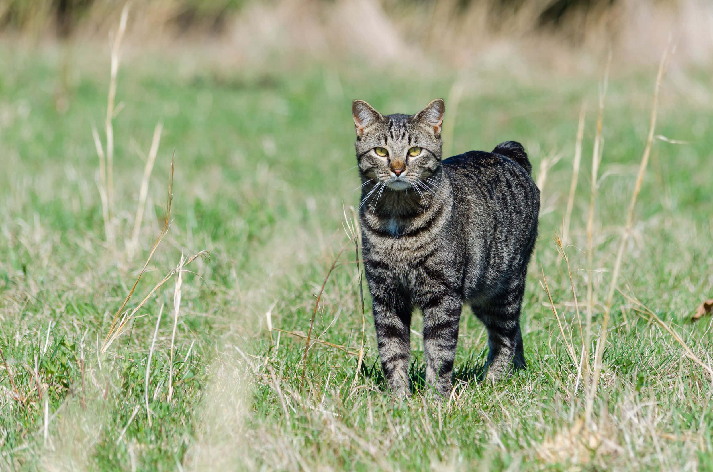 Manx Cat, tabby cat, sunlit grassy field, Full HD Desktop Wallpaper