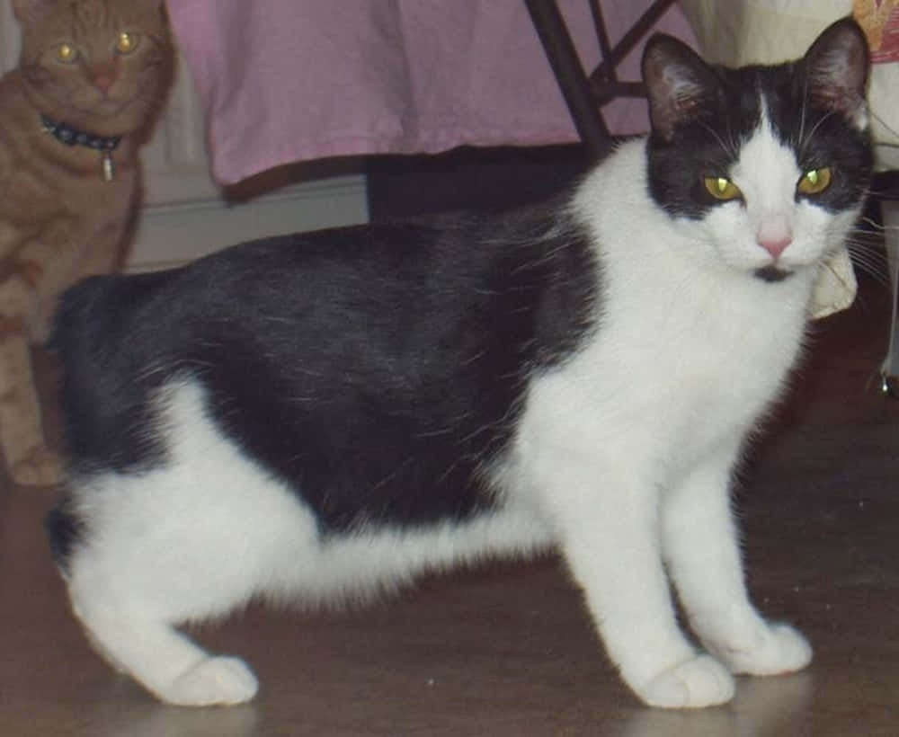 Manx Cat, black and white, yellow eyes, SD Desktop Wallpaper