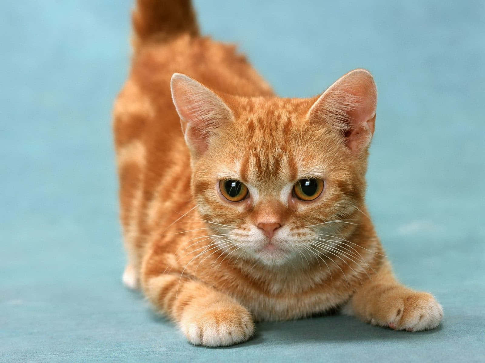 Manx cat, ginger tabby, amber eyes, HD Desktop Wallpaper