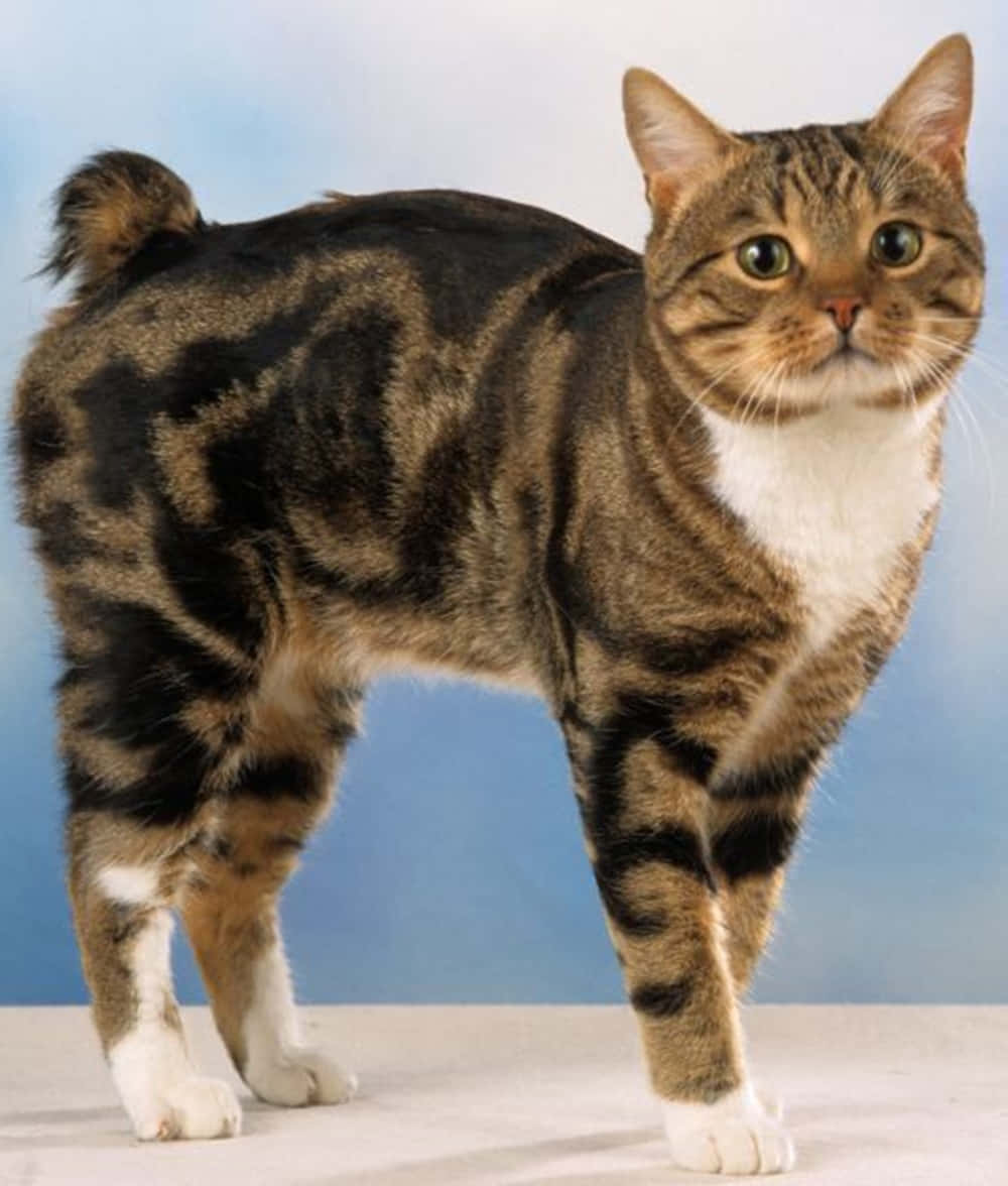Manx Cat, tabby cat, white paws, SD Phone Wallpaper
