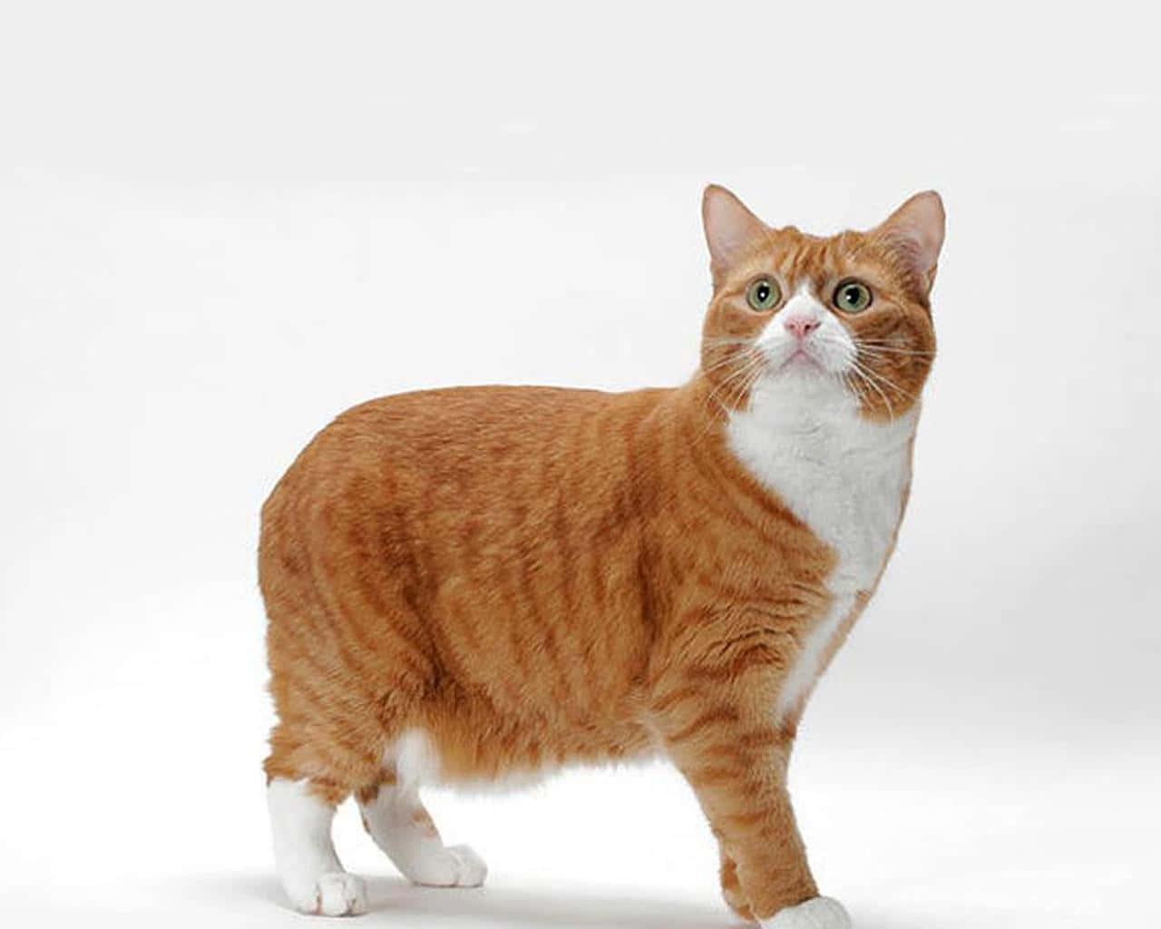 Manx Cat, ginger and white, grassy field, HD Desktop Wallpaper